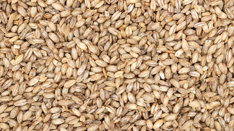 China Cultivates First generation space Highland Barley 