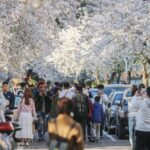 China Expects Record 790m Cross regional Trips During Qingming Holiday 