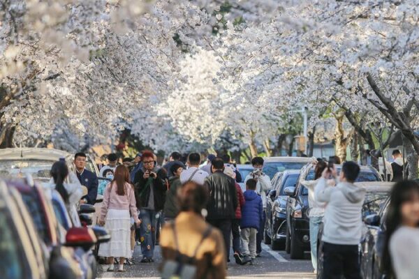 China Anticipates Record 790 Million Trips During Qingming Festival China expects record 790m cross-regional trips during Qingming holiday