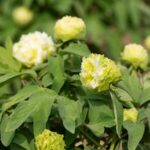 China in Full Bloom Peonies Captivating the World 