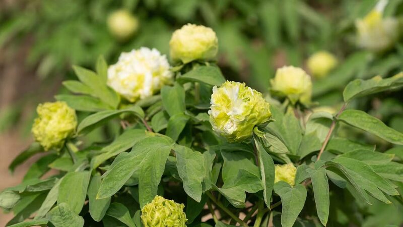 China in Full Bloom Peonies Captivating the World 