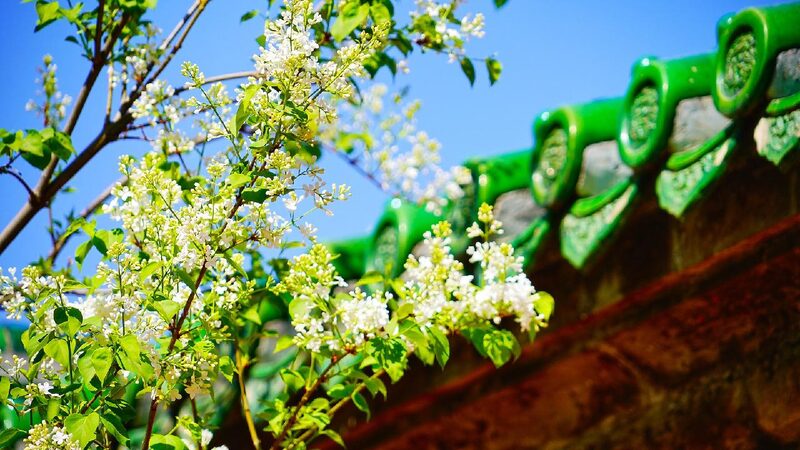 Chinas Tomb sweeping Day Blends Tech Eco tributes 