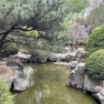 Chinese Bamboo and Japanese Cherry Blossoms Mingle in Beijing Park Video Poster 