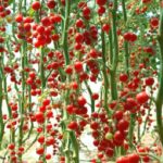 Chinese Scientists Reveal How Tomatoes Beat Heat Stabilize Yields 