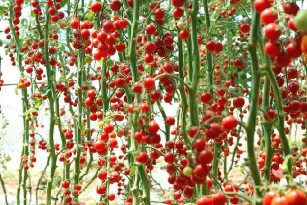 Chinese scientists reveal how tomatoes beat heat, stabilize yields