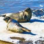 Conservation Success Spotted Seals Flourish in Chinas Wetland 