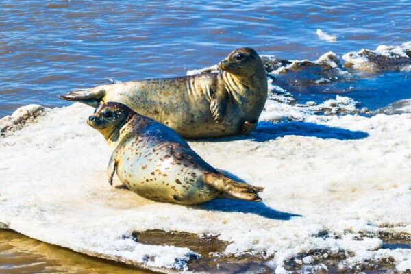 Conservation success: spotted seals flourish in China's wetland