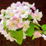 Crabapple Blossoms in Full Bloom at Beijings Fayuan Temple 