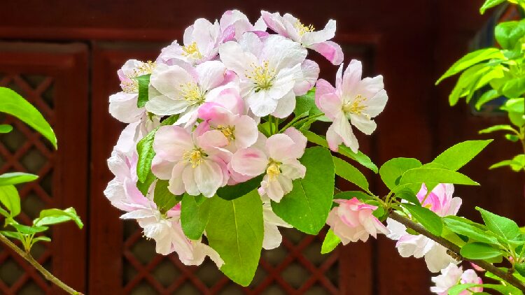 Crabapple Blossoms in Full Bloom at Beijings Fayuan Temple 
