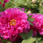 Ecological Protection Innovation Drivers Behind Chinas Peony Capital 