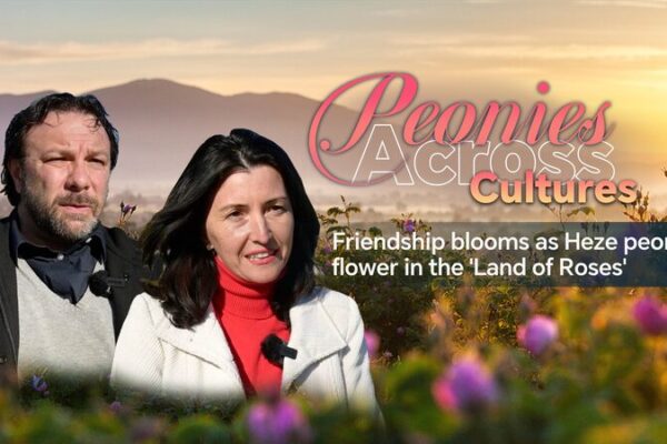 Friendship Blossoms: Chinese Peonies Bloom in Bulgaria’s ‘Land of Roses’ Friendship blooms as Heze peonies flower in the 'land of roses' video poster