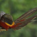 Green Harmony Beauty of Rare Wildlife in China 