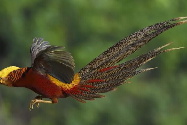 Green harmony: Beauty of rare wildlife in China