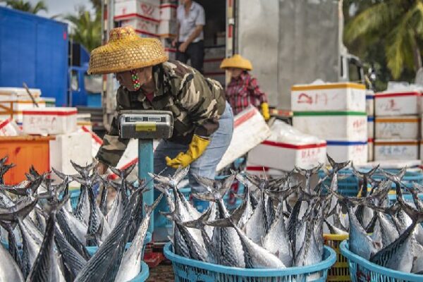 Hainan's spring fishing operations flourish