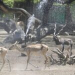 Heatwave Hits Indian Capital Other Parts 