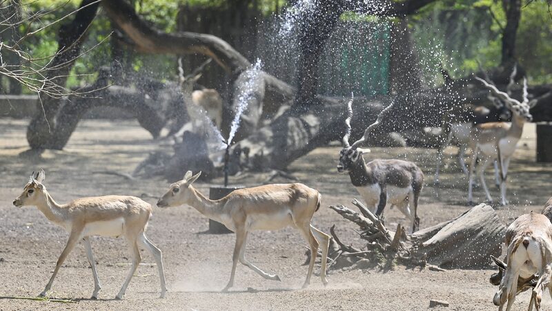Heatwave Hits Indian Capital Other Parts 