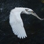 Heron Flock in Chengdu Draws Attention with Unique Feeding Behavior 