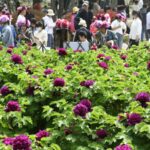 Hezes Peony Industry Boosts Development Cultural Exchanges 