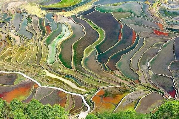 Honghe Hani Rice Terraces Sparkle in Sunlight 