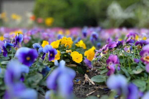 # - My News! Horned Violets and Fairy Primroses in Full Bloom in Yuyuantan Park