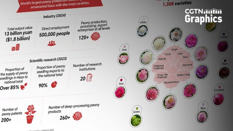 How Does the Peony Industry Bloom Around China and the World 