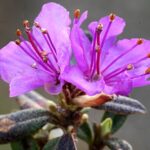 Lapland Rosebay a Symbol of Changbai Mountains Alpine Splendor 