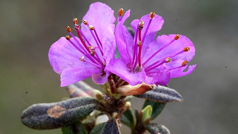 Lapland Rosebay a Symbol of Changbai Mountains Alpine Splendor 