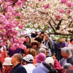 Late blooming Cherry Blossoms Reach Their Peak in Beijing Park 
