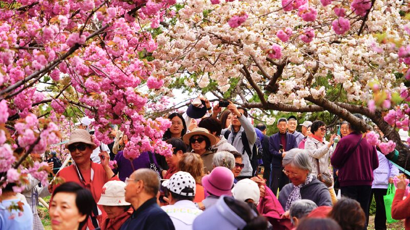 Late blooming Cherry Blossoms Reach Their Peak in Beijing Park 