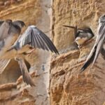 Life Takes Flight Sand Martins Breeding Season Safeguarded 
