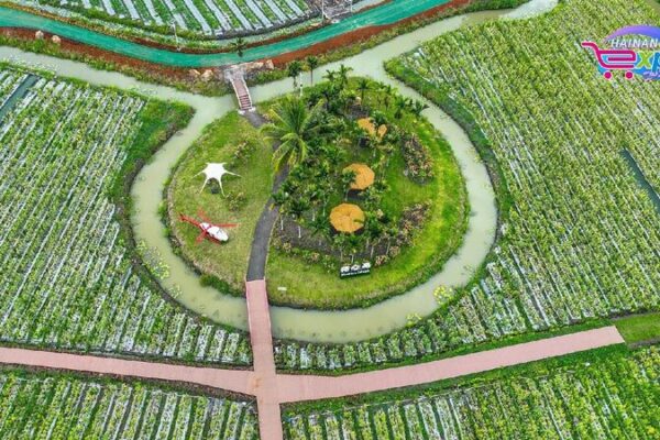 Live: Explore Hainan's tropical fruit paradise in Qionghai City