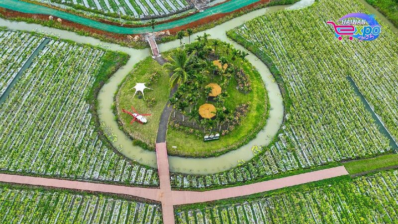Live Explore Hainans Tropical Fruit Paradise in Qionghai City 