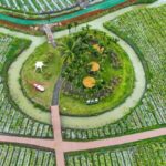 Live Explore Hainans Tropical Fruit Paradise in Qionghai City 