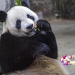 Live Panda Brothers Play at Hainan Tropical Wildlife Park 