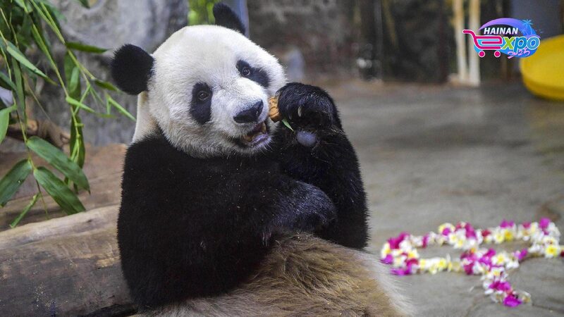 Live Panda Brothers Play at Hainan Tropical Wildlife Park 