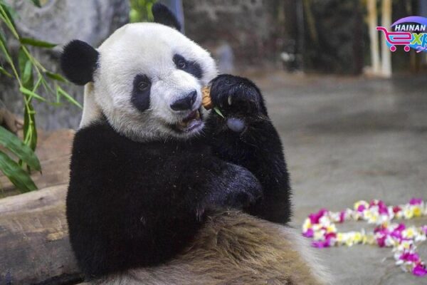 # - My News! Live Panda Brothers Play at Hainan Tropical Wildlife Park