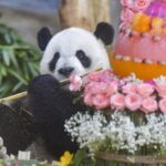 Live Panda Brothers Play at Hainan Tropical Wildlife Park Video Poster 