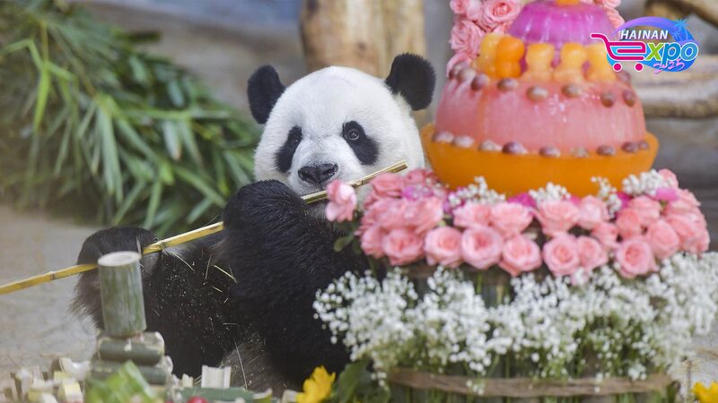 # - My News! Live Panda Brothers Play at Hainan Tropical Wildlife Park Video Poster