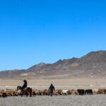 Live Sheep Herds Take special Buses for Seasonal Migration 