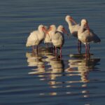 # - My News! Live Unveil the Enchanting World of Crested Ibis Breeding in China
