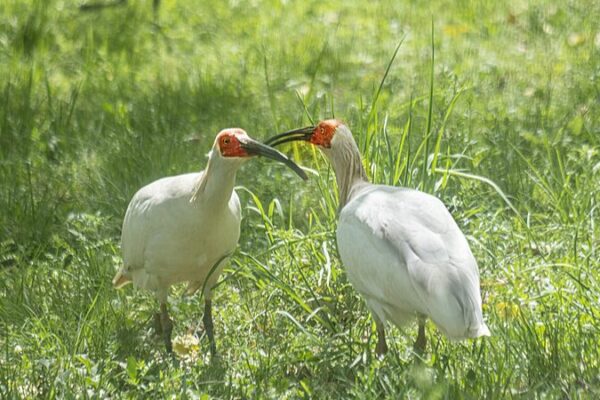 China’s ‘Oriental Gem’ Spreads Wings: Crested Ibis Breeding Season Begins Live: Unveil the enchanting world of crested ibis breeding in China video poster