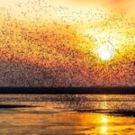 Migratory Birds Flock to Ne Chinas Wetland Reserve 