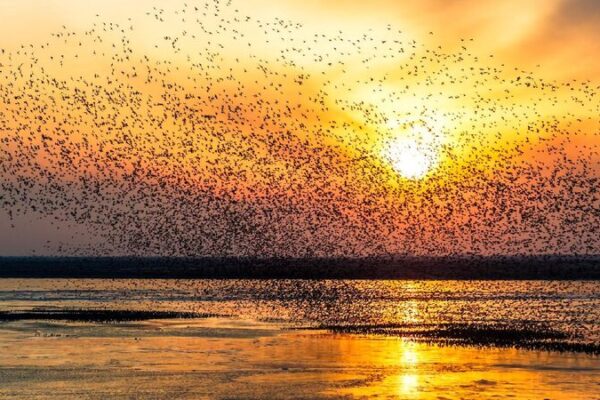 Migratory birds flock to NE China's wetland reserve