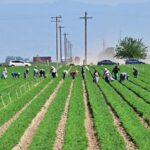 national Travesty Us Farmers Hit by Trumps Tariffs 