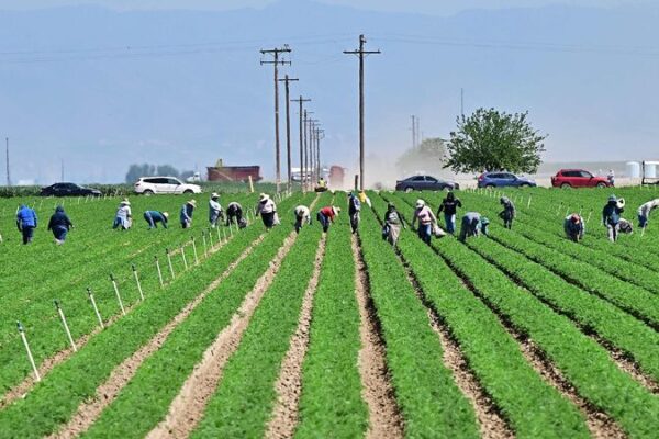 'National travesty': U.S. farmers hit by Trump's tariffs