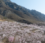 Peach Blossoms in Full Bloom Cover North Chinas Taihang Mountains Video Poster 
