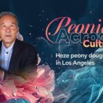 Peonies Across Cultures Heze Peony Dough Blooms in Los Angeles Video Poster 