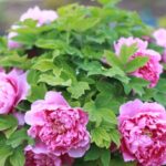 Peonies Add Late Spring Hues to Beijing Garden Expo 