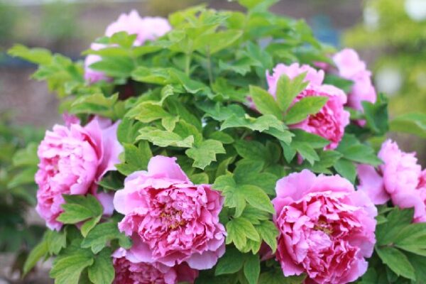 Beijing’s Garden Expo Bursts with Color as Peonies Bloom in Late Spring Peonies add late spring hues to Beijing Garden Expo