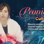 Peonies Bloom Across Nations Shared Beauty Between China and Japan Video Poster 